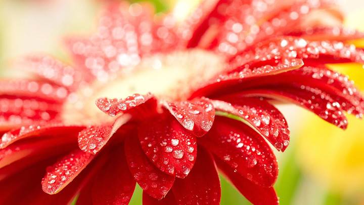 Amazing Red Flower Closeup